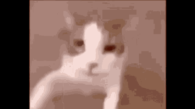 A cat moving toward the screen for a kiss
